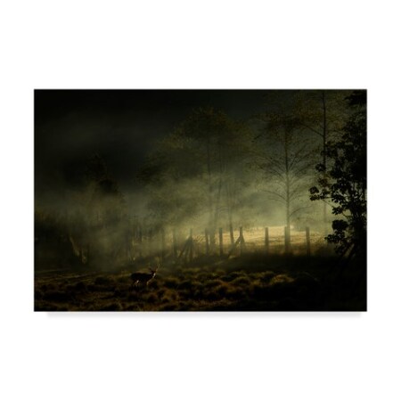 Nunu Rizani 'Misty Morning Forest' Canvas Art,22x32